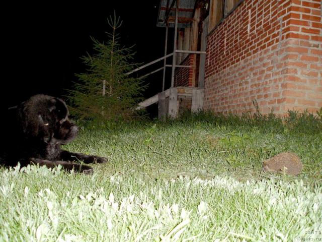 Фото: ньюфаундленд Антей Тревеллеринтайм