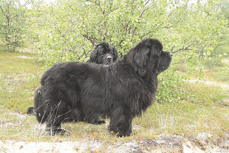 Фото: ньюфаундленд Бегущая по Волнам Зеро Коол