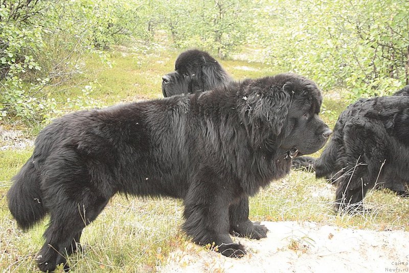 Фотография № 159001