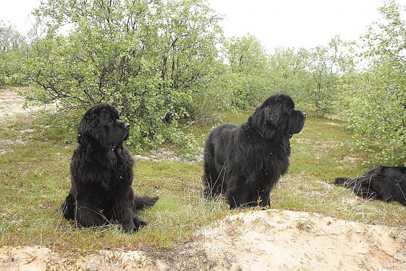 Фотография № 159002