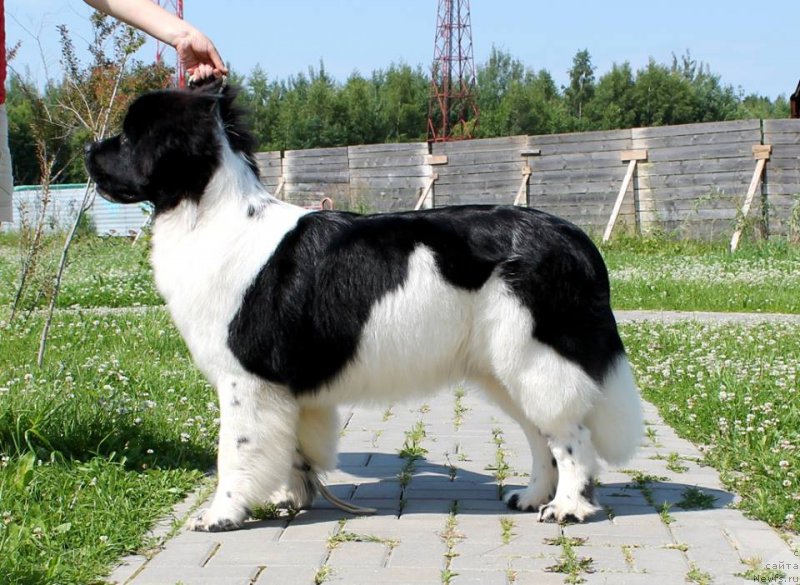 Фото: ньюфаундленд Флюфи Аваланч Панацея