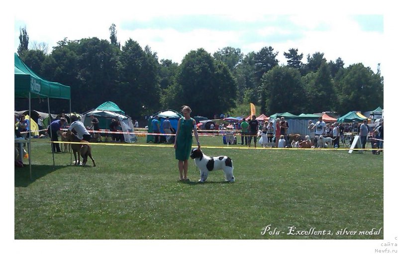 Фото: ньюфаундленд Флюфи Аваланч Полнолуние