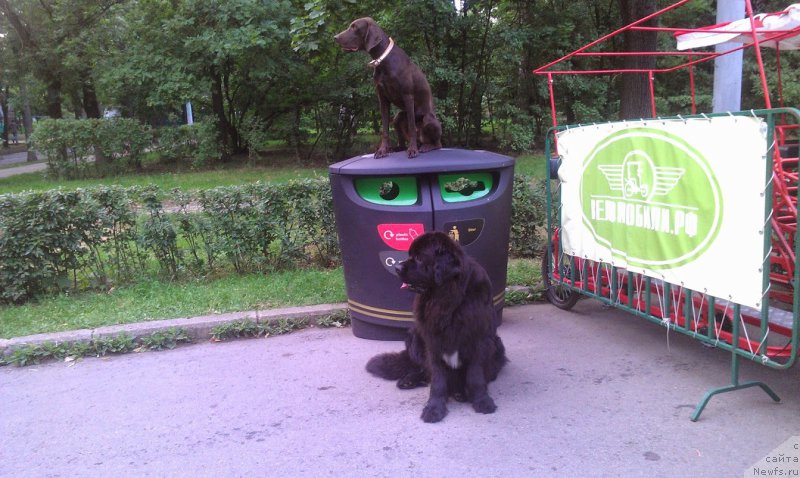 Фото: ньюфаундленд Сент Джонс Гвендолин Глориус Гарден