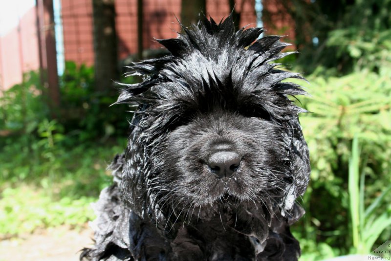 Фото: ньюфаундленд Черная Мафия Ше ис а Ладу (Chernaya Mafia She is a Lady)