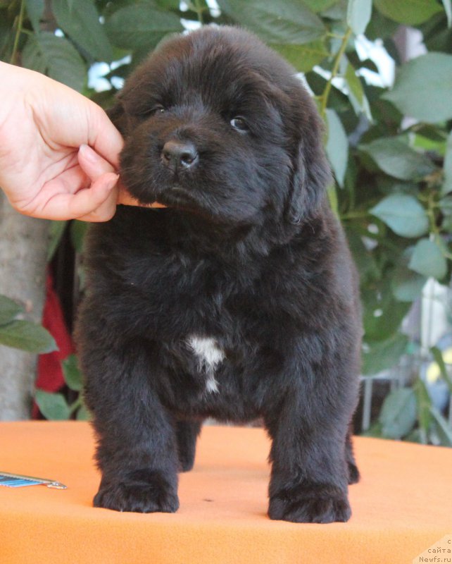 Фото: ньюфаундленд Акватория Келвин Франшиза (Aquatoriya Kelvin Franshize), ньюфаундленд Rain Coast How can I Fall
