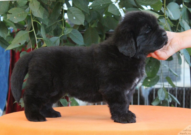 Фото: ньюфаундленд Акватория Келвин Франшиза (Aquatoriya Kelvin Franshize), ньюфаундленд Rain Coast How can I Fall