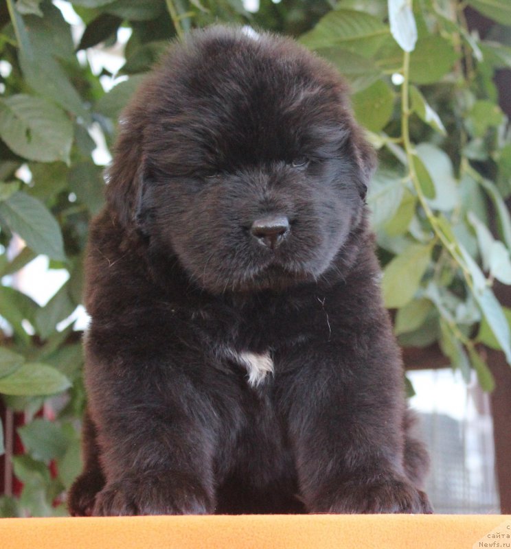 Фото: ньюфаундленд Акватория Келвин Франшиза (Aquatoriya Kelvin Franshize), ньюфаундленд Rain Coast How can I Fall