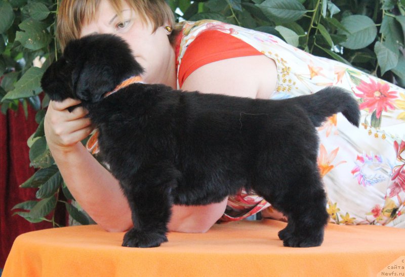 Фото: ньюфаундленд Акватория Келвин Франшиза (Aquatoriya Kelvin Franshize), ньюфаундленд Rain Coast How can I Fall