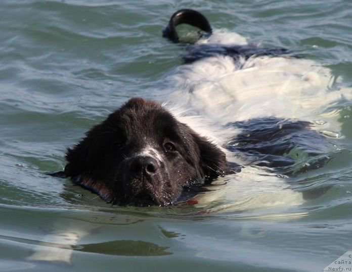 Фото: ньюфаундленд Сент Джонс Исида