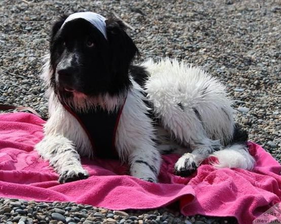 Фото: ньюфаундленд Сент Джонс Исида