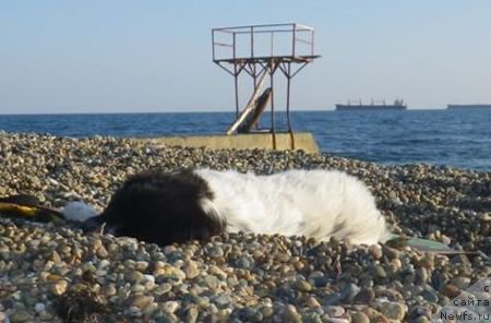 Фото: ньюфаундленд Сент Джонс Исида, ньюфаундленд Сент Джонс Исида