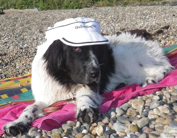 Фото: ньюфаундленд Сент Джонс Исида, ньюфаундленд Сент Джонс Исида