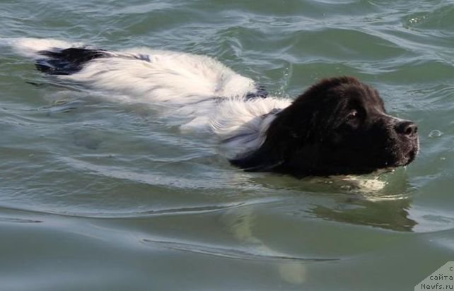 Фото: ньюфаундленд Сент Джонс Исида