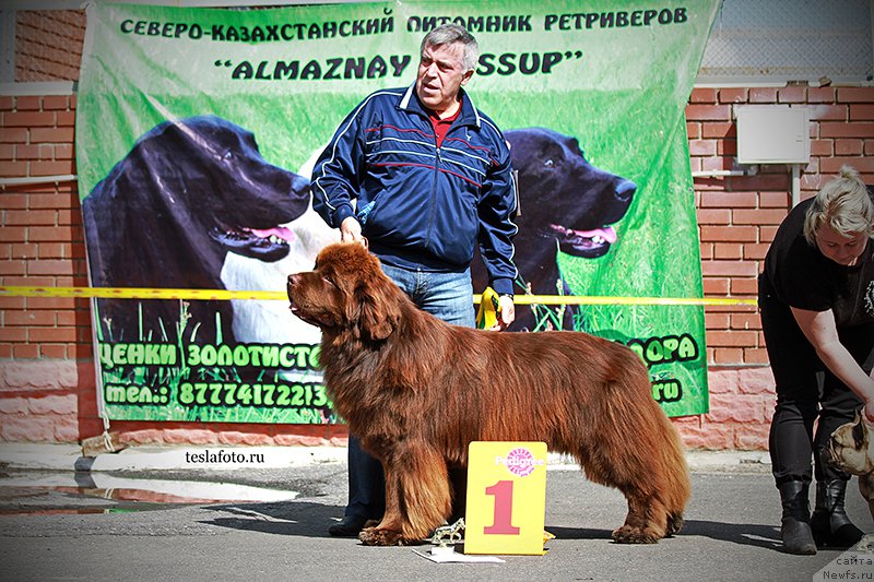 Фото: ньюфаундленд Акватория Келвин Редс Бегин энд Вин (Aquatoriya Kelvin Reds Begin and Win)