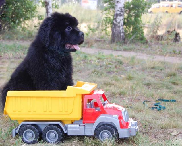 Фото: ньюфаундленд Супер Премиум Вашингтон