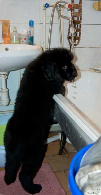 Фото: ньюфаундленд Супер Премиум Вашингтон