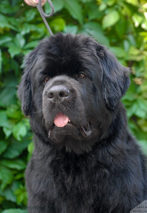 Фото: ньюфаундленд Сент Джонс Челси