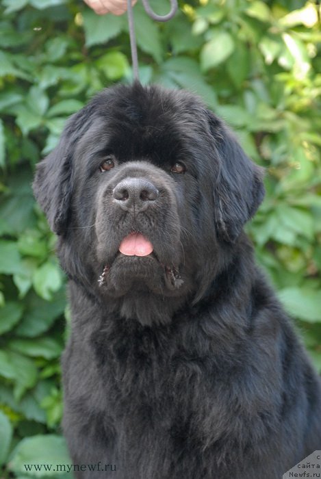 Фото: ньюфаундленд Сент Джонс Челси