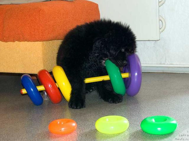 Фото: ньюфаундленд Супер Премиум Вашингтон