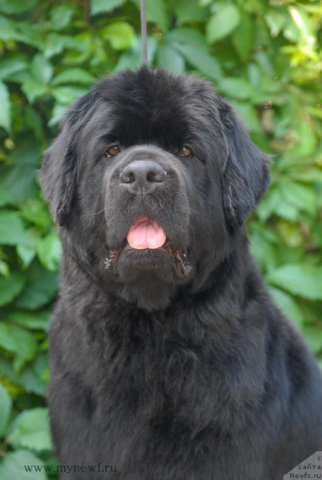 Фото: ньюфаундленд Сент Джонс Челси