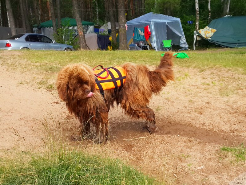 Фото: ньюфаундленд Командор из Медвежьего Яра