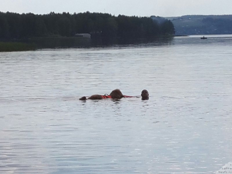 Фото: ньюфаундленд Командор из Медвежьего Яра