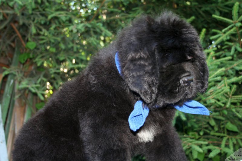 Фотография № 159193