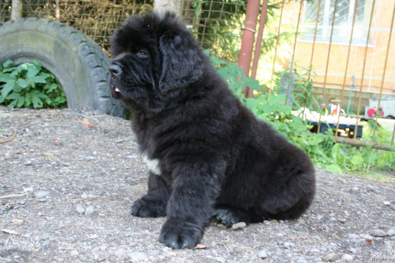 Фотография № 159200