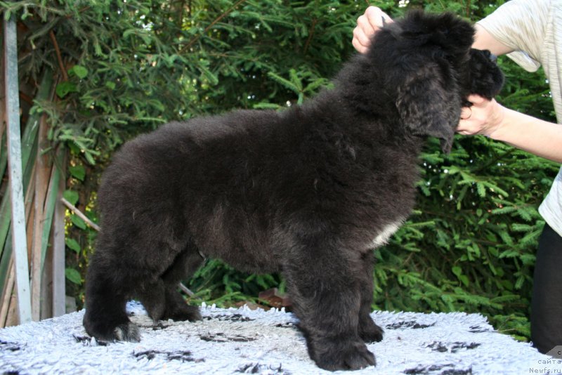 Фотография № 159201