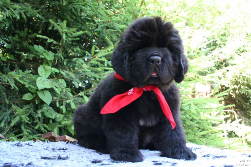 Фотография № 159204