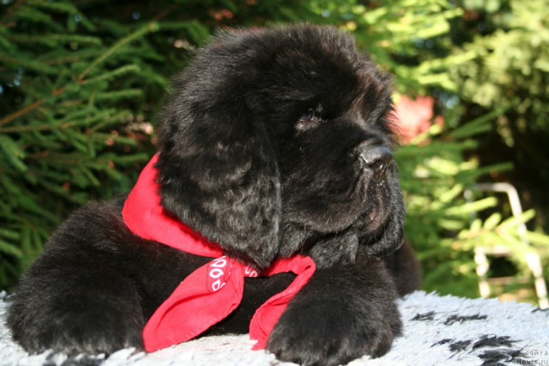 Фотография № 159205