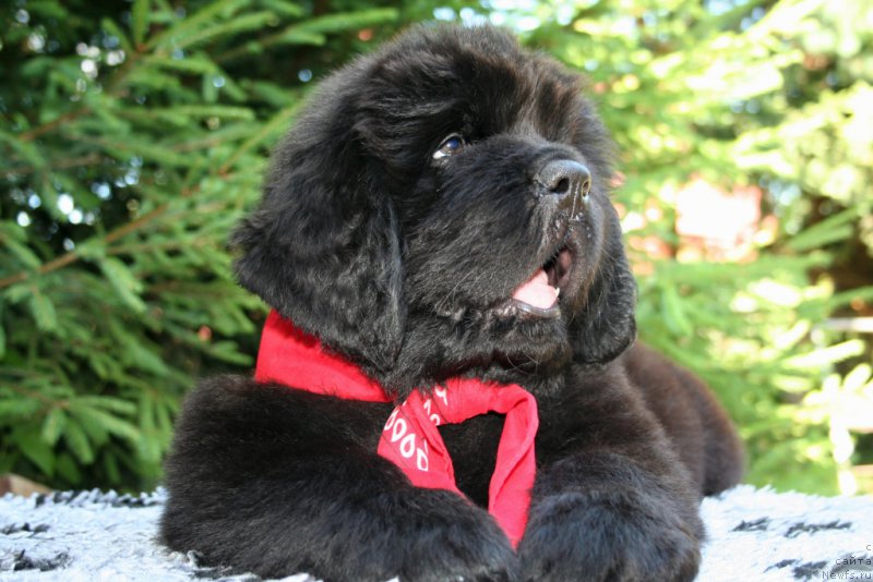 Фотография № 159206