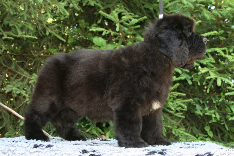 Фотография № 159208