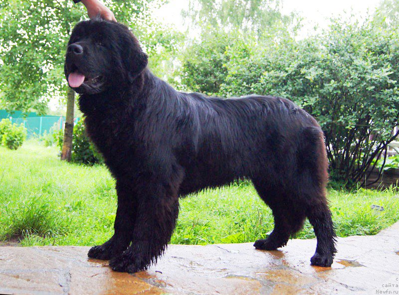 Фото: ньюфаундленд Супер Бизон Латино