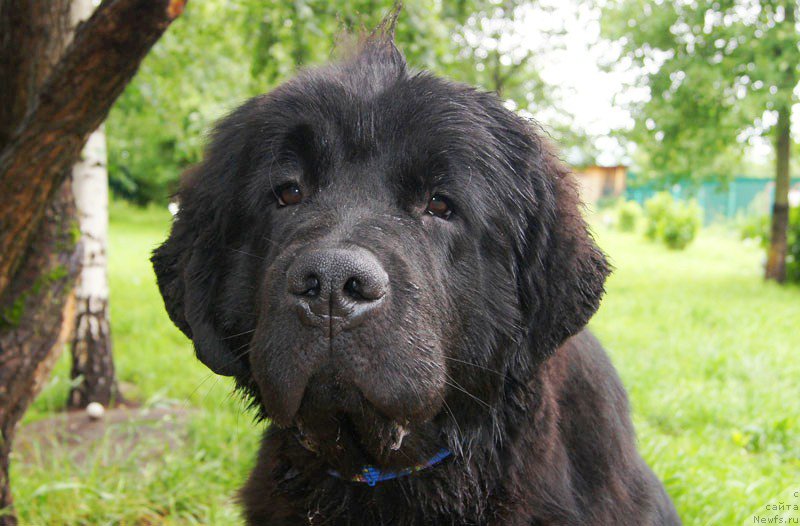 Фото: ньюфаундленд Супер Бизон Латино