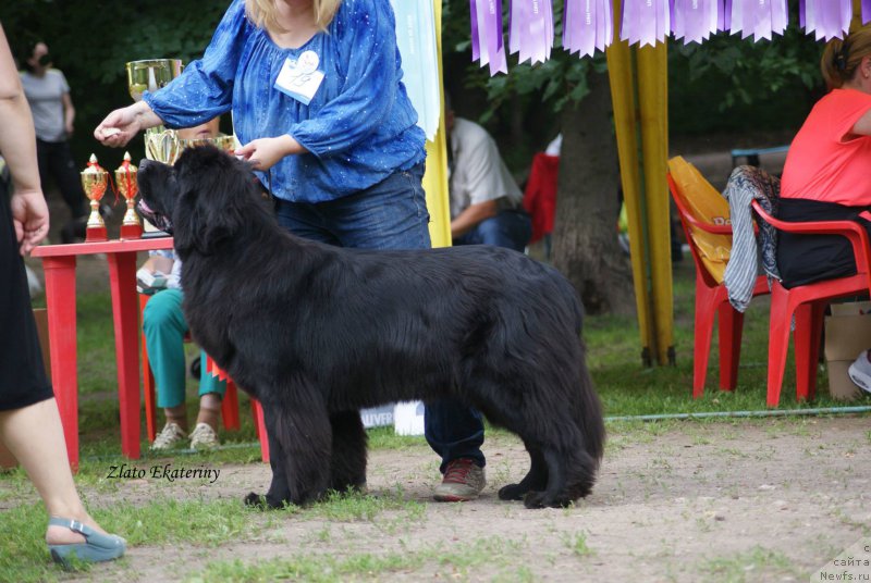 Фото: ньюфаундленд Сент Джонс Бекоз Ай Лове Ю