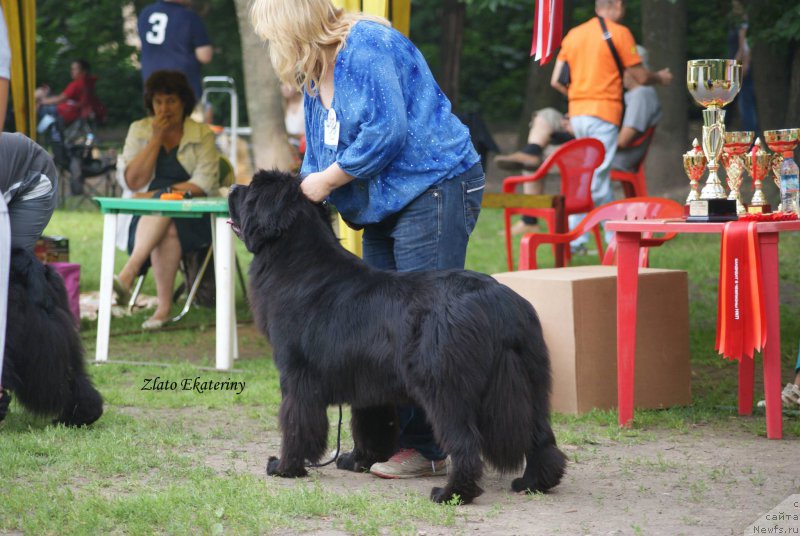 Фото: ньюфаундленд Сент Джонс Бекоз Ай Лове Ю