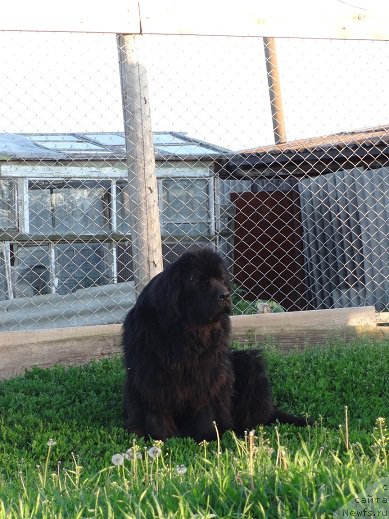 Фото: ньюфаундленд Фелиция