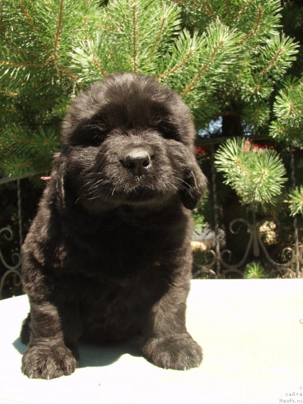 Фотография № 159286