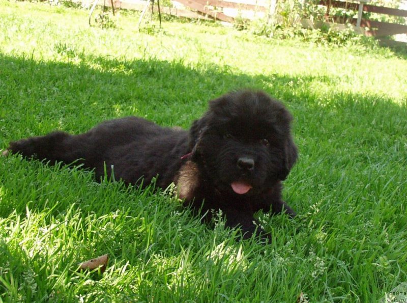 Фотография № 159288