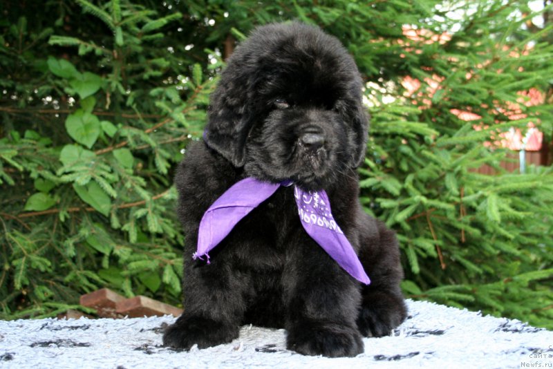 Фотография № 159290