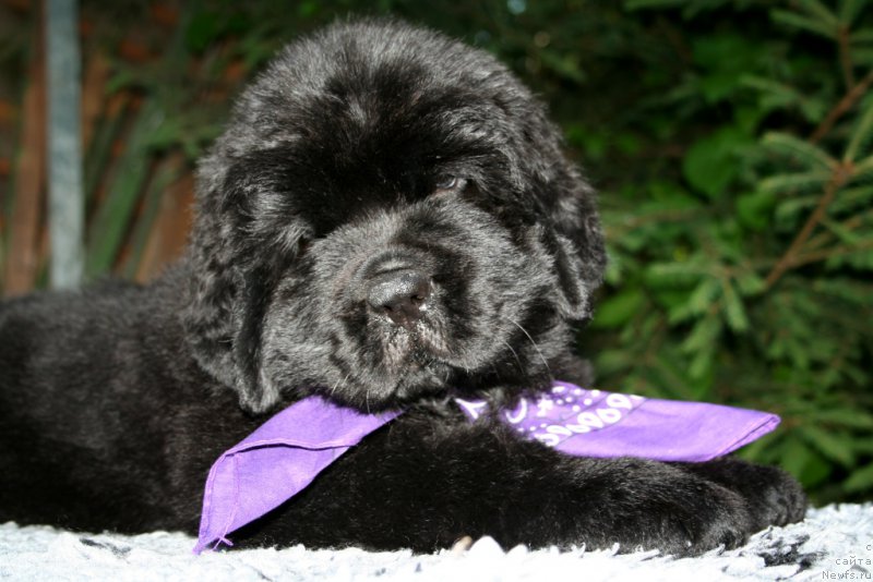 Фотография № 159294