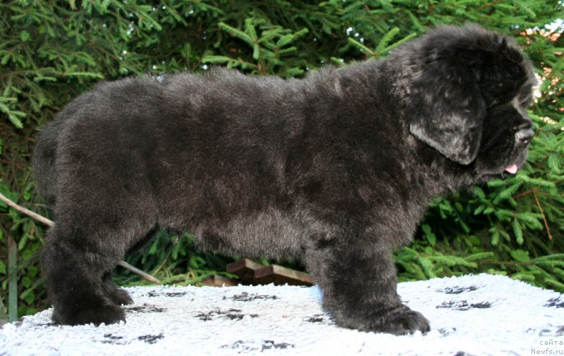 Фотография № 159298