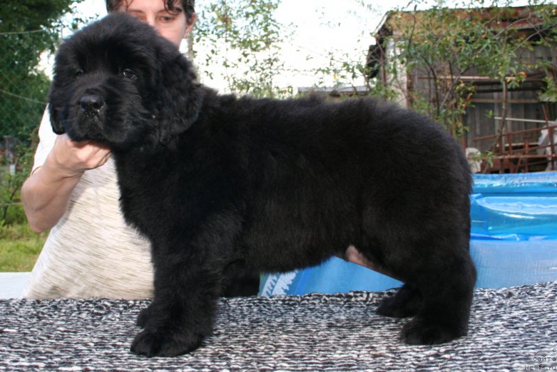 Фотография № 159299