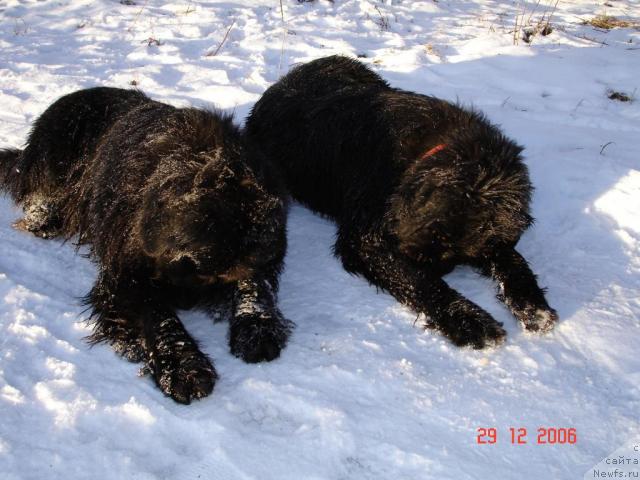 Фото: ньюфаундленд Норт Фэйс Лаванда, ньюфаундленд Сангрия