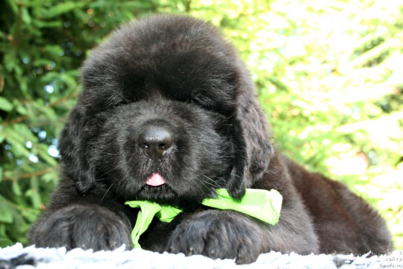 Фотография № 159303