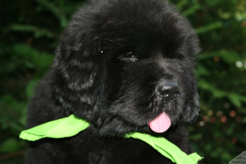 Фотография № 159305