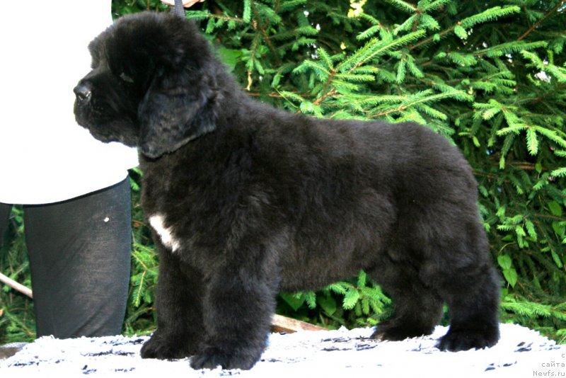 Фотография № 159308