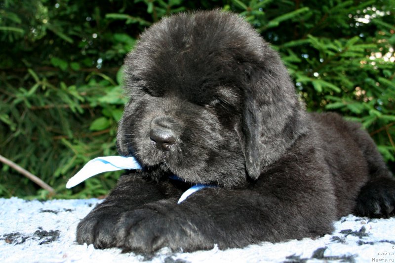 Фотография № 159312