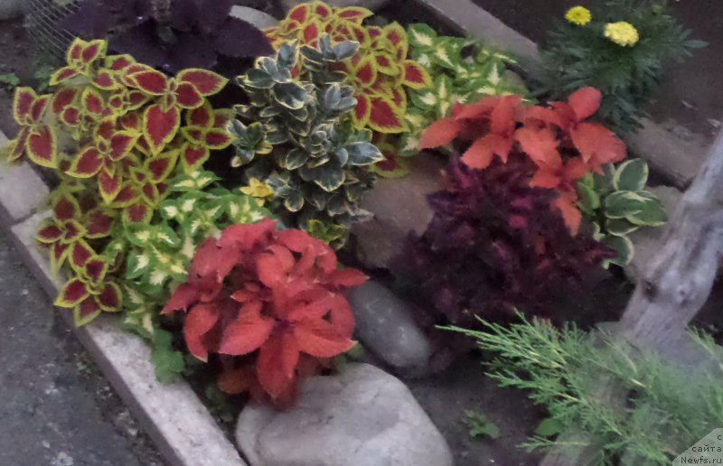 Фотография № 159314